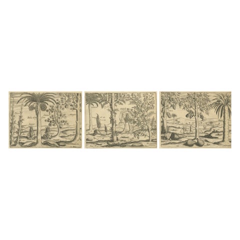 De Bry Botanical Engravings, Pineapple, Mango & Pepper Plants, c.1598