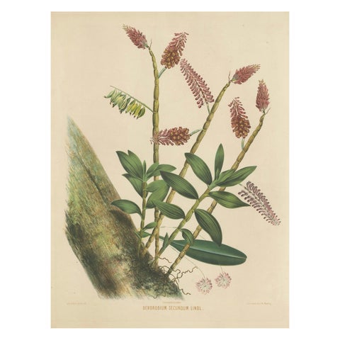 Orchid Splendor: Big Chromolithographic Legacy from the Dutch East Indies, 1854